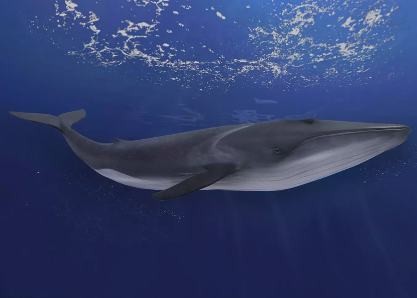  Fin Whale Animated Low-poly 3D model_0