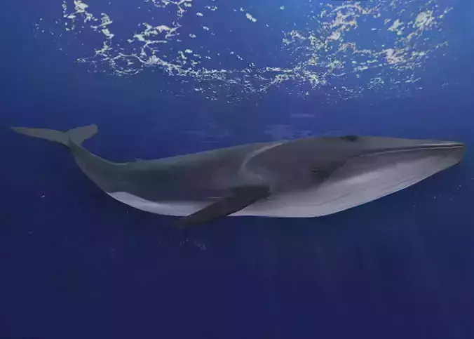  Fin Whale Animated