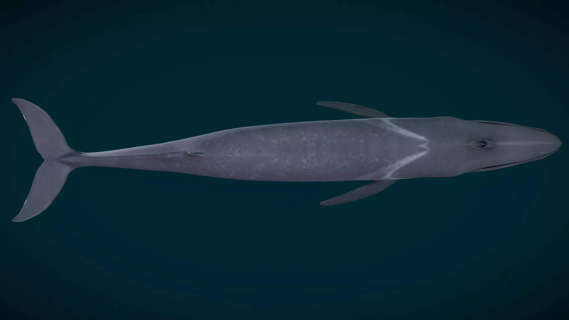  Fin Whale Animated Low-poly 3D model_6
