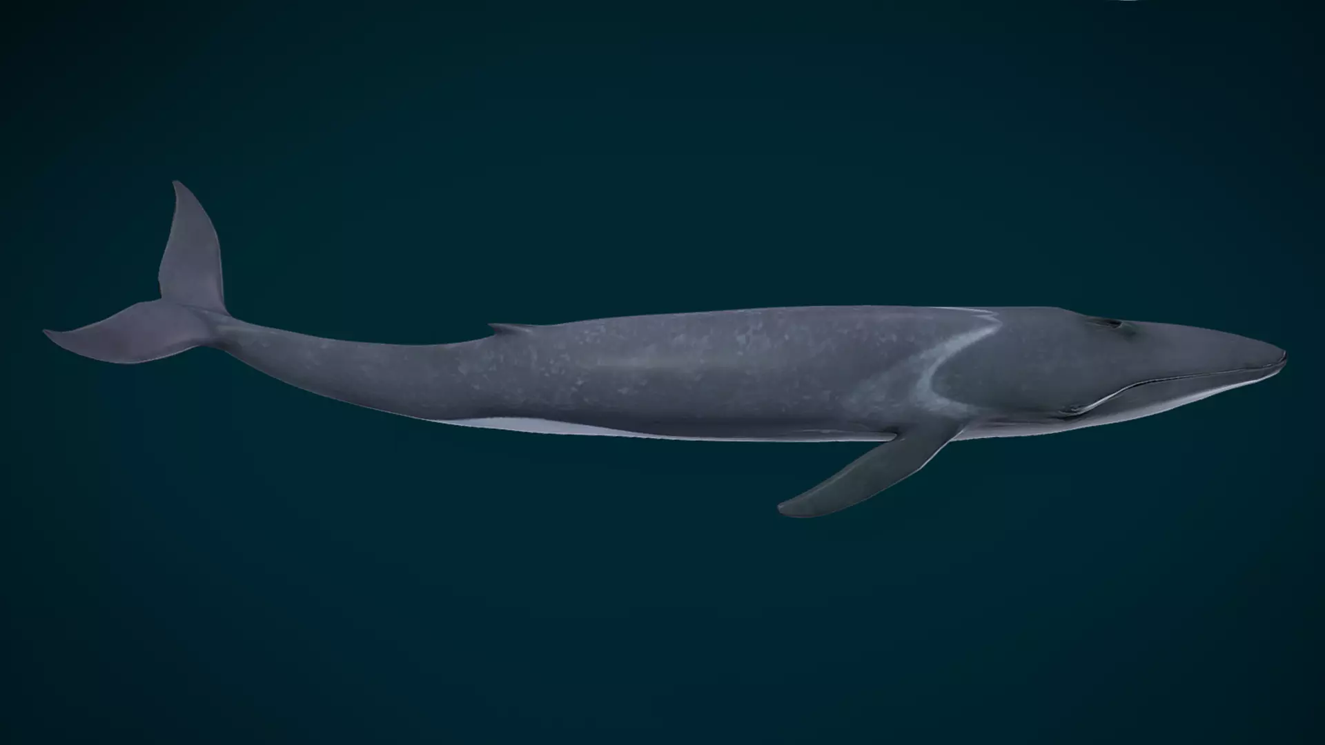  Fin Whale Animated Low-poly 3D model_2