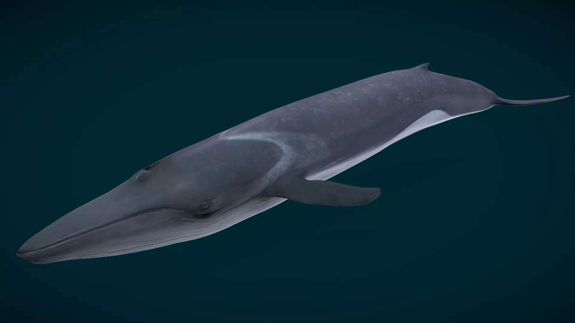  Fin Whale Animated Low-poly 3D model_7