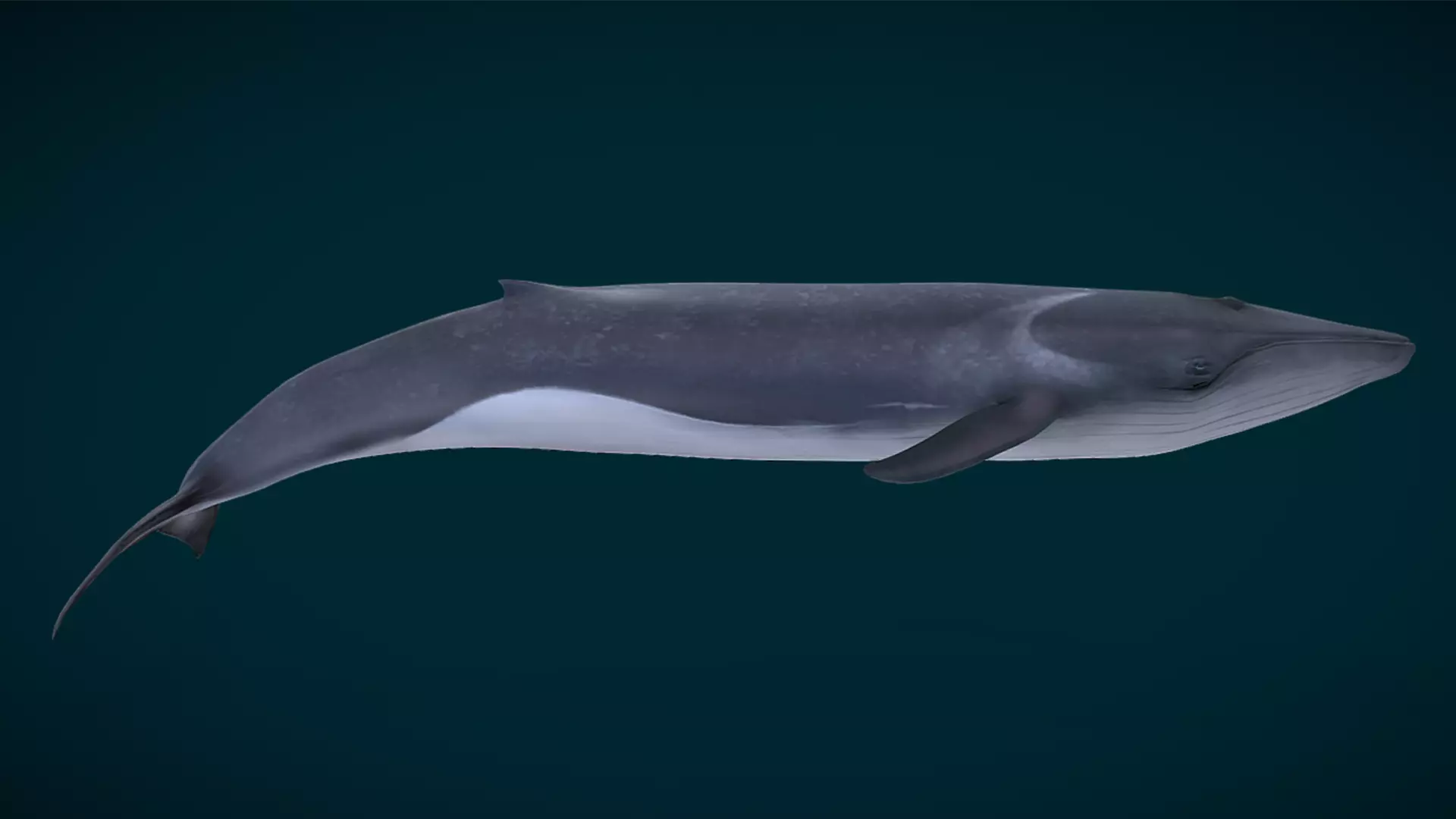  Fin Whale Animated Low-poly 3D model_5