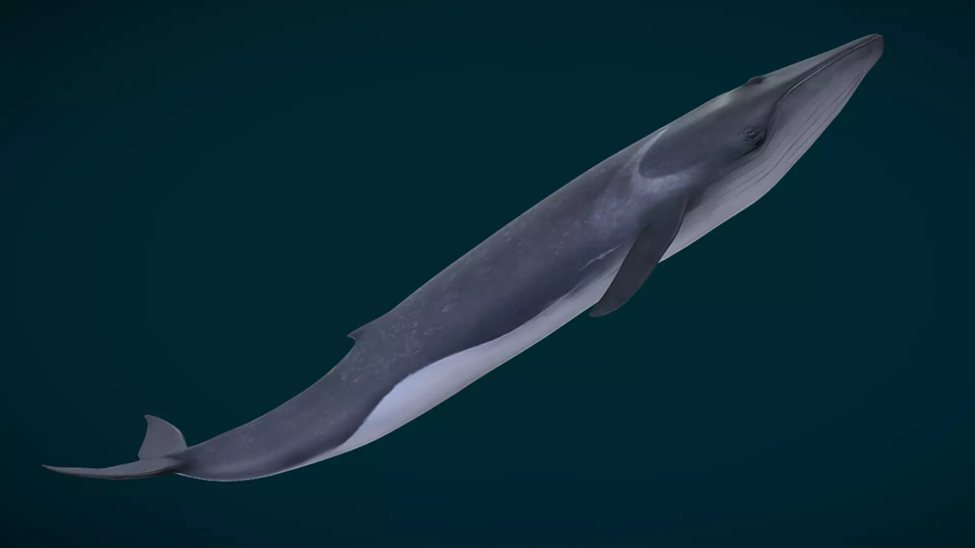  Fin Whale Animated Low-poly 3D model_3