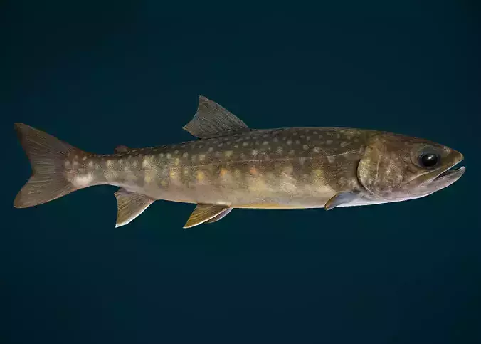 Lake Trout Fish Animated