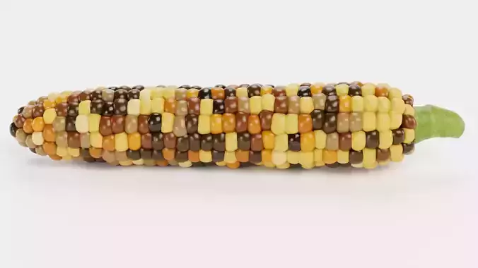 Corn V5 - Flint Maize Ear with Multicolored Kernels 3D model 4