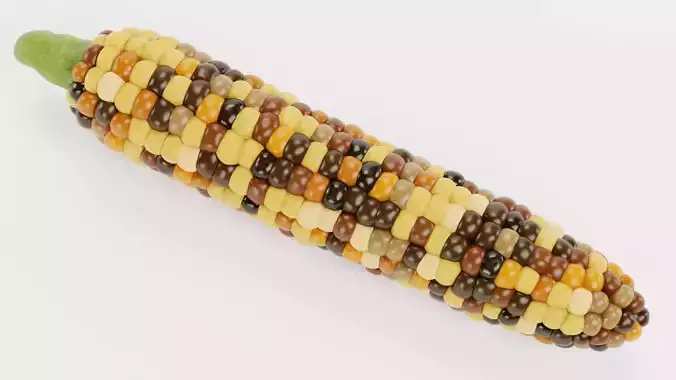 Corn V5 - Flint Maize Ear with Multicolored Kernels 3D model 6