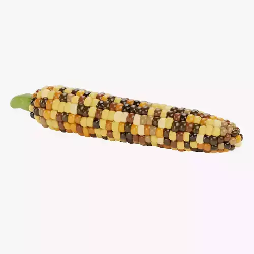Corn V5 - Flint Maize Ear with Multicolored Kernels 3D model