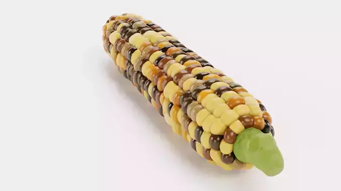 Corn V5 - Flint Maize Ear with Multicolored Kernels 3D model 3