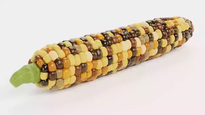 Corn V5 - Flint Maize Ear with Multicolored Kernels 3D model 2