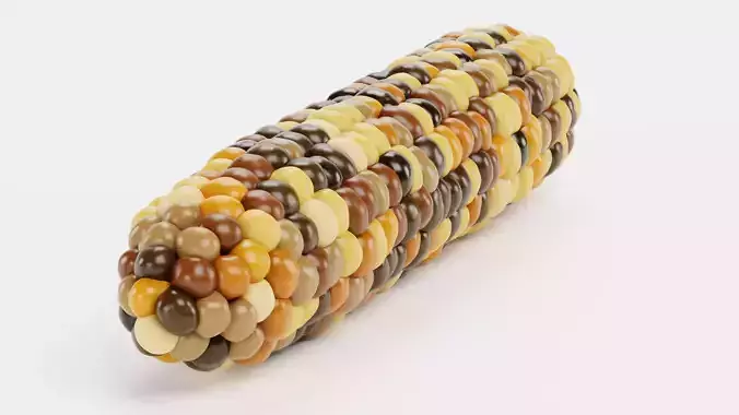 Corn V5 - Flint Maize Ear with Multicolored Kernels 3D model 5