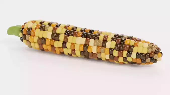 Corn V5 - Flint Maize Ear with Multicolored Kernels 3D model 7