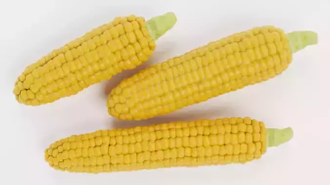 Corn Set V1 - Maize Ears Collection 3D model 6