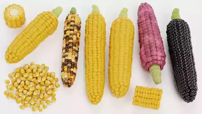 Corn Collection - Maize Ears Cob Pieces Kernels and Seeds Pile 3D model 6