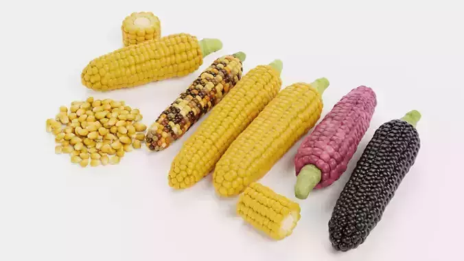 Corn Collection - Maize Ears Cob Pieces Kernels and Seeds Pile 3D model 7