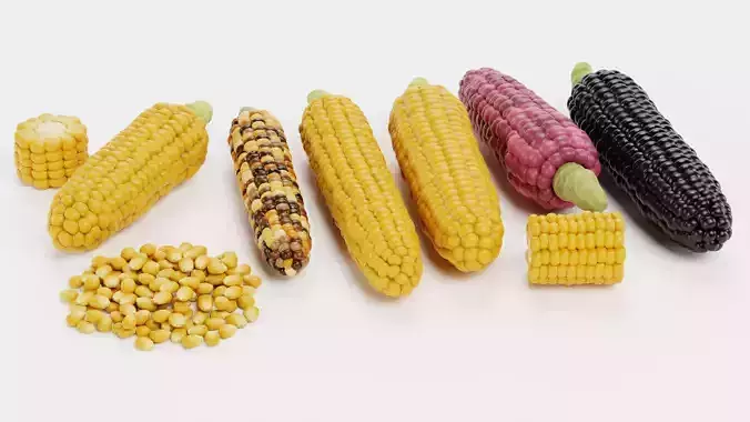 Corn Collection - Maize Ears Cob Pieces Kernels and Seeds Pile 3D model 2
