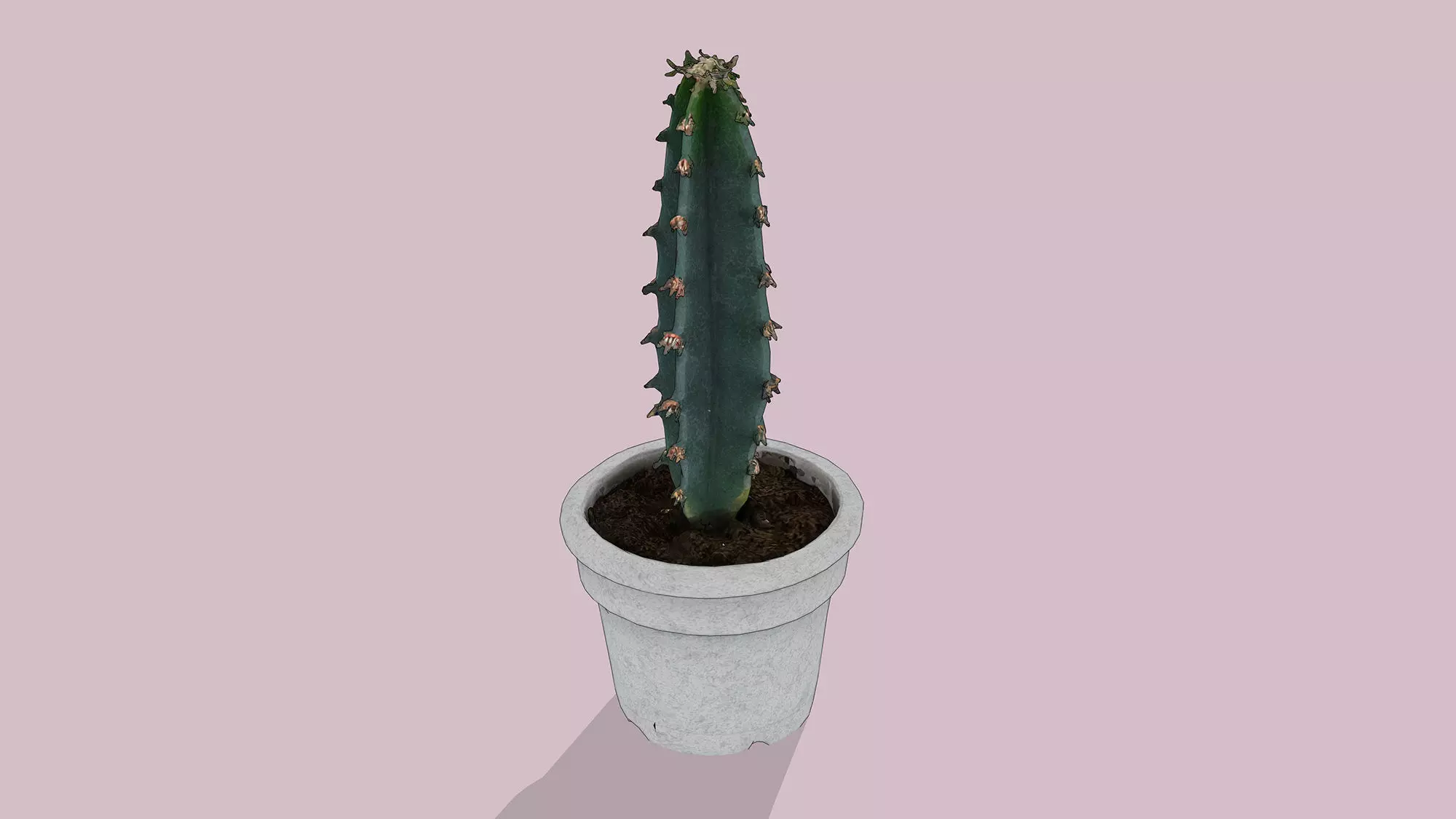 Potted Cactus Low-poly 3D model_4