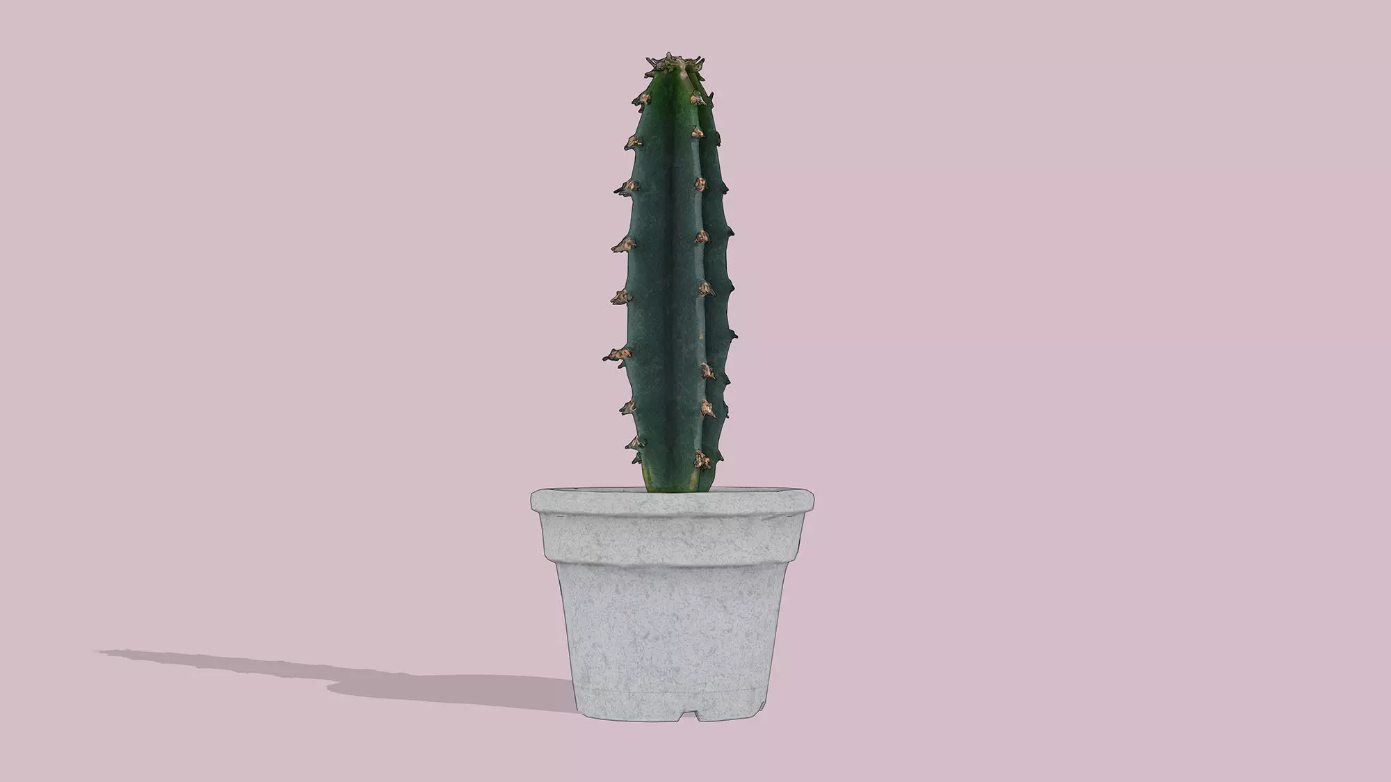 Potted Cactus Low-poly 3D model_5