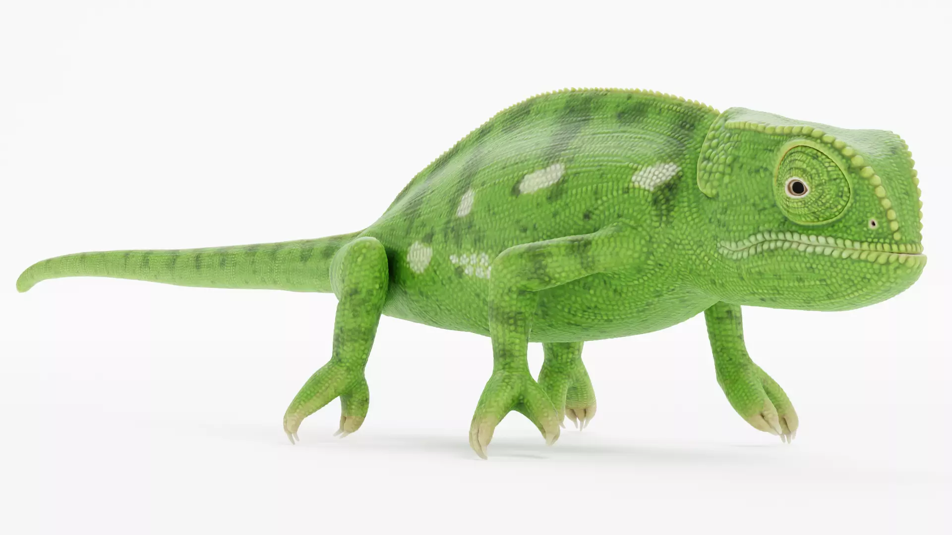 -Flap Necked Chameleon - Chamaeleo Dilepis- 3D model_6