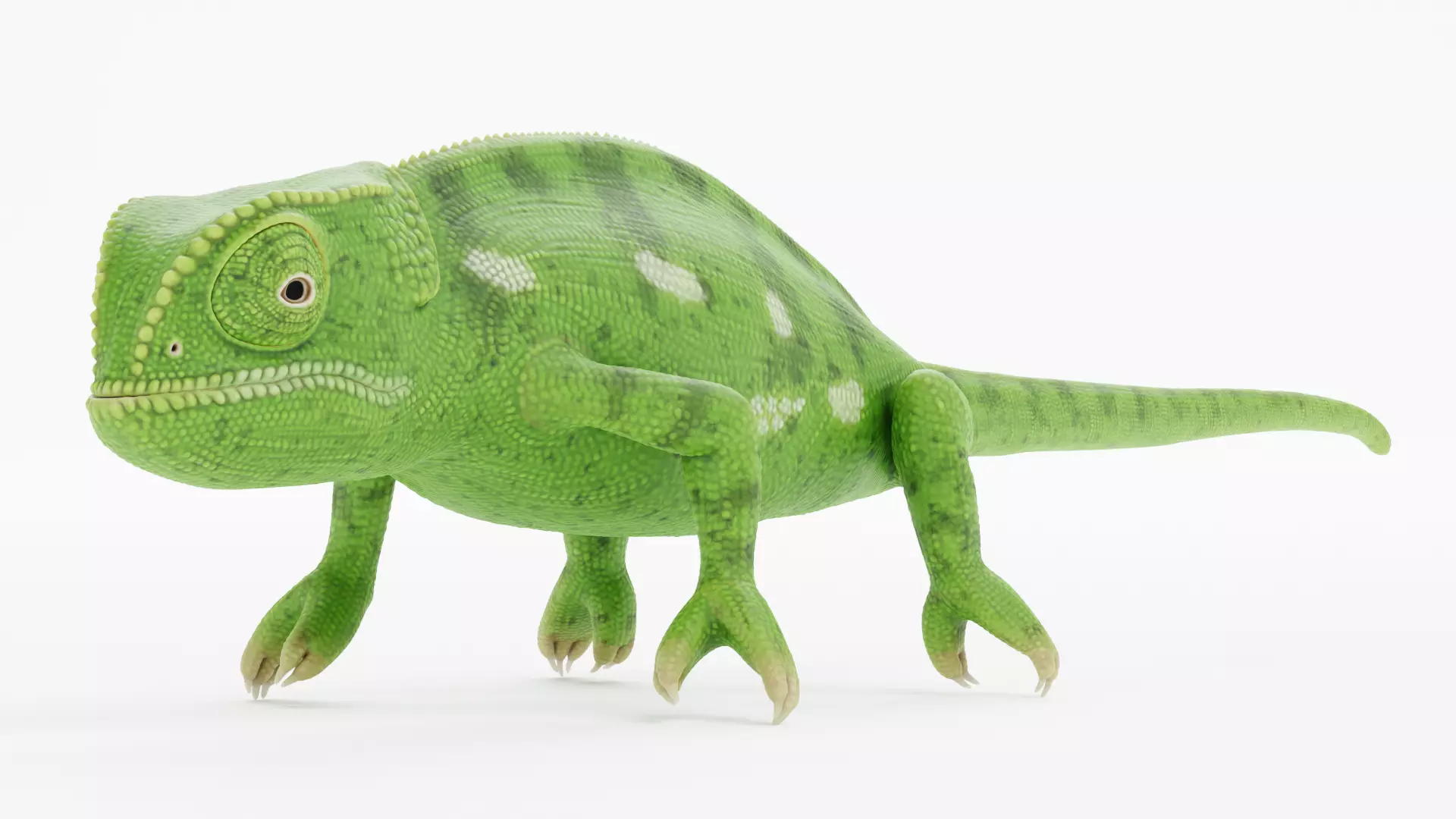 -Flap Necked Chameleon - Chamaeleo Dilepis- 3D model_1