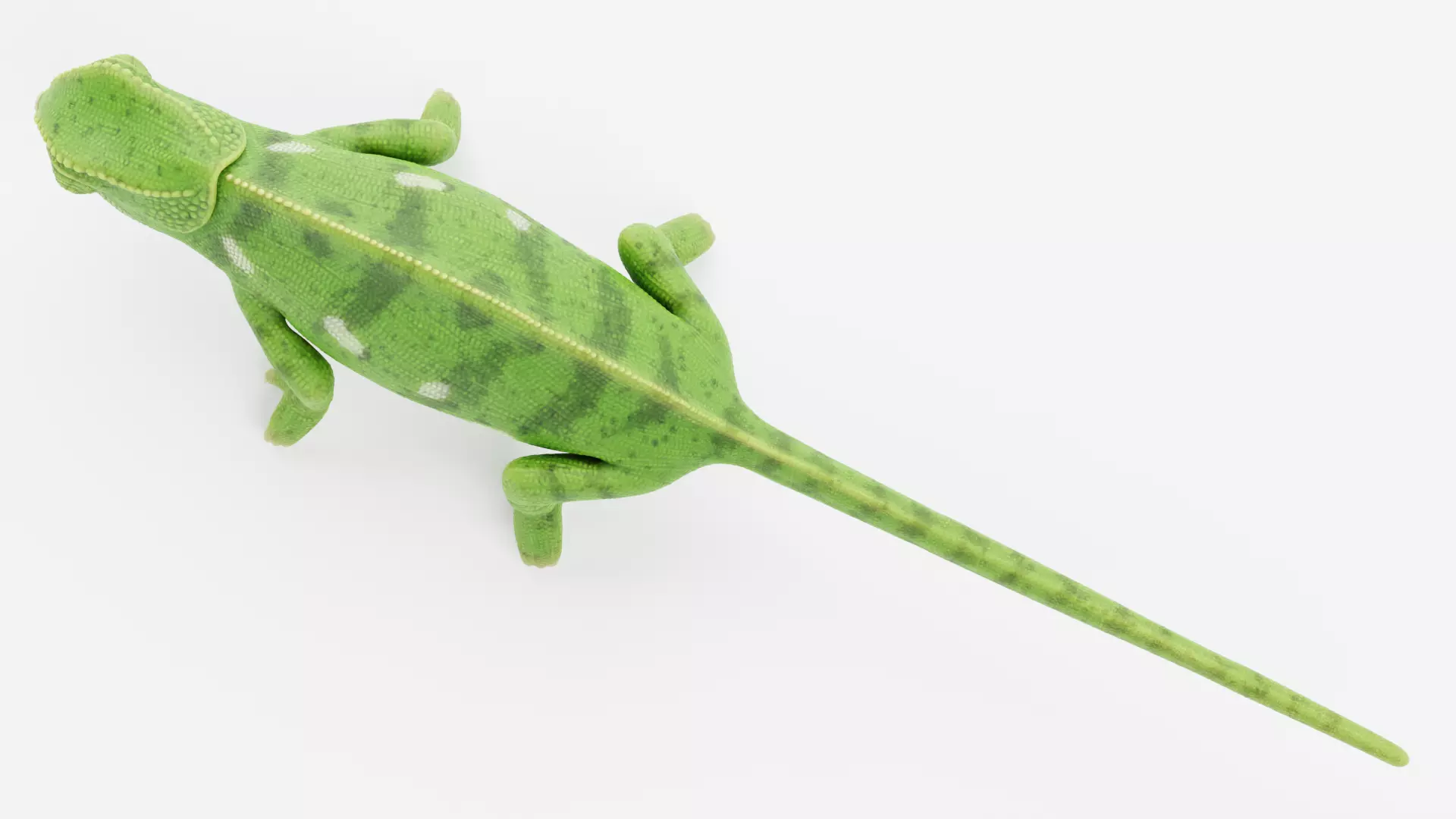 -Flap Necked Chameleon - Chamaeleo Dilepis- 3D model_7