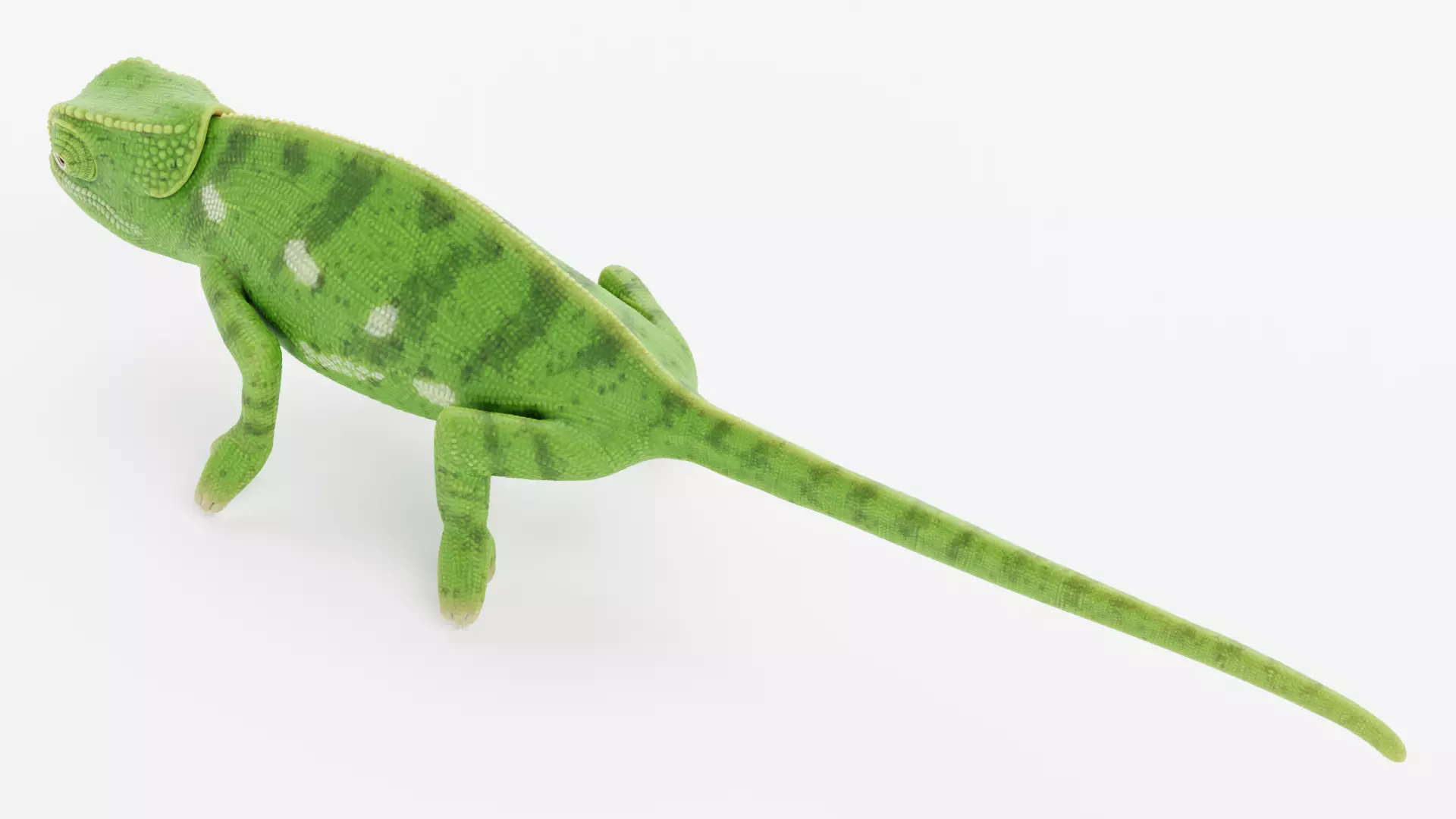 -Flap Necked Chameleon - Chamaeleo Dilepis- 3D model_5