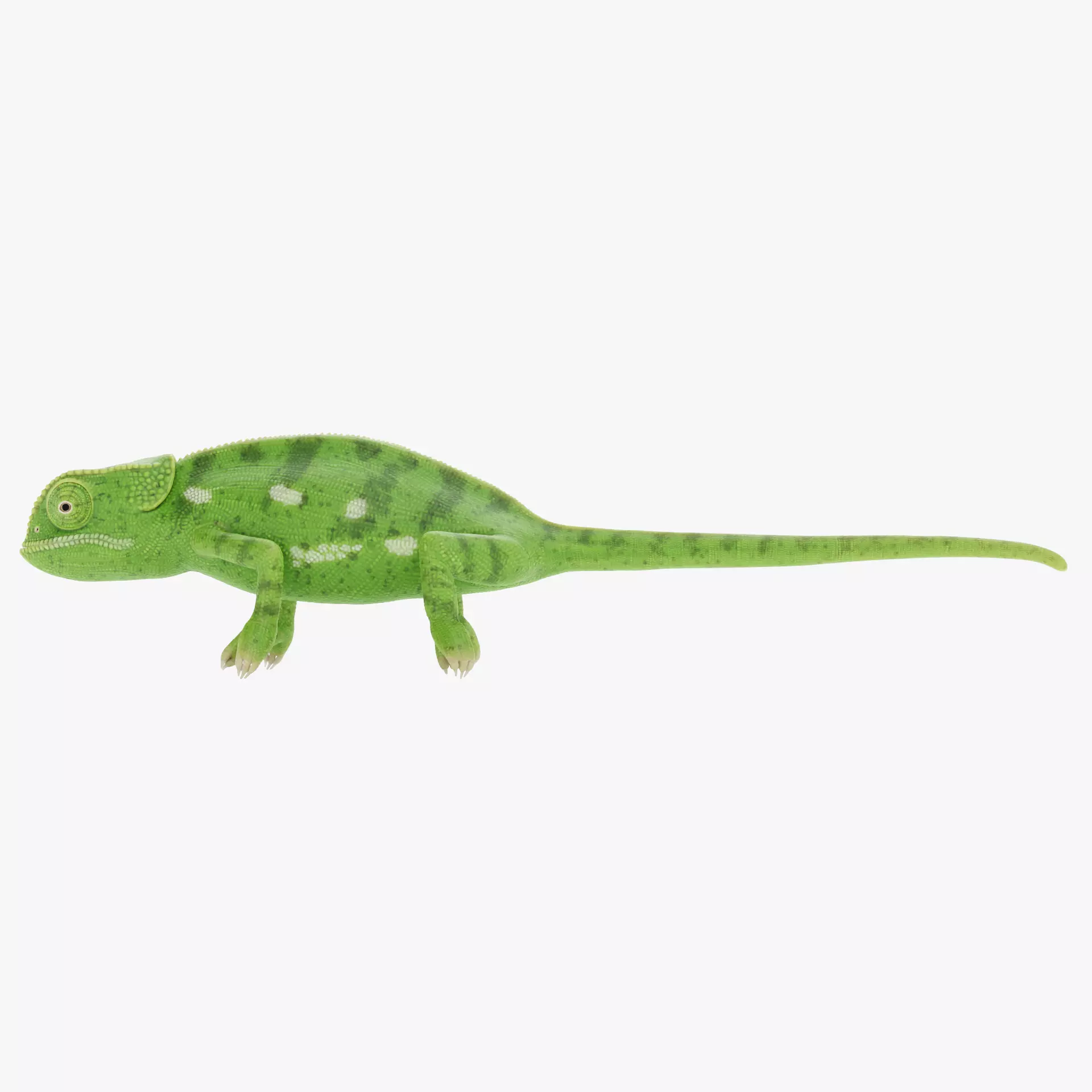 -Flap Necked Chameleon - Chamaeleo Dilepis- 3D model_16
