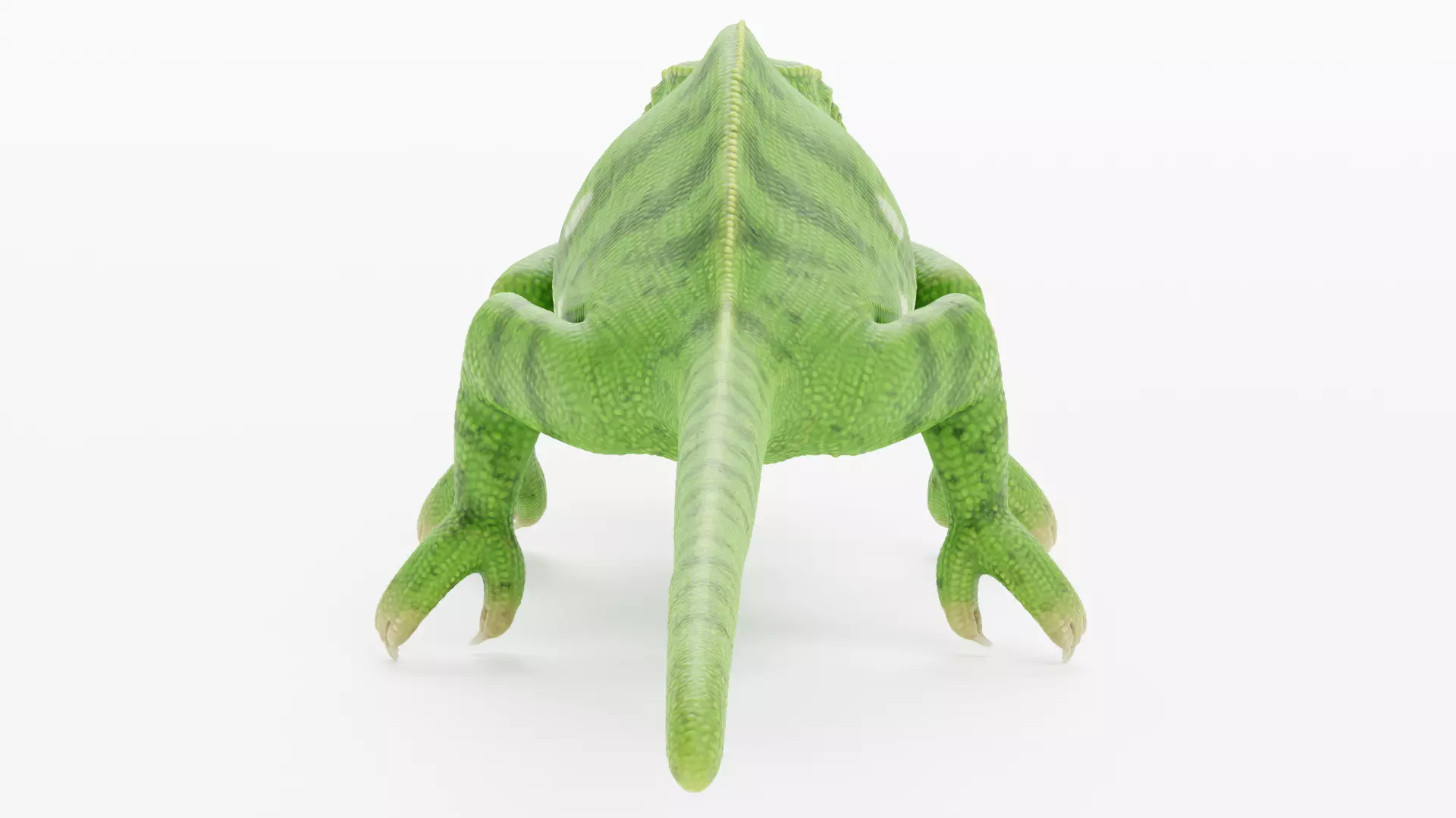 -Flap Necked Chameleon - Chamaeleo Dilepis- 3D model_3