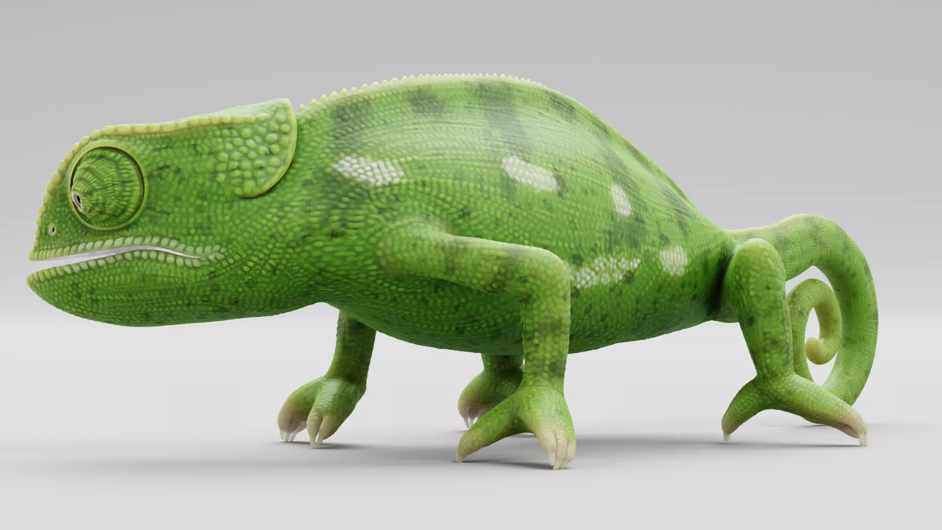 -Flap Necked Chameleon - Chamaeleo Dilepis Rigged- 3D model_3