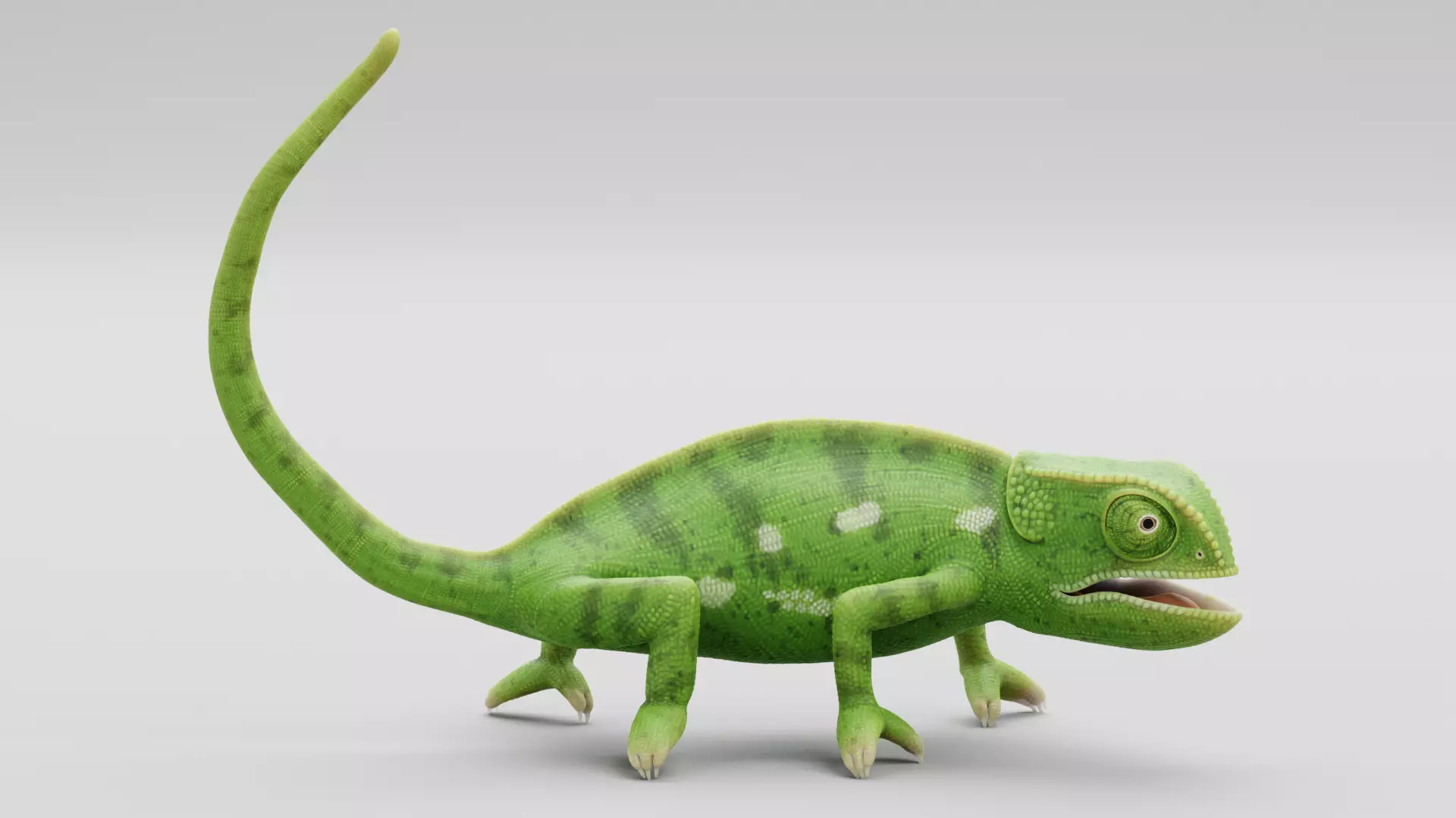 -Flap Necked Chameleon - Chamaeleo Dilepis Rigged- 3D model_7