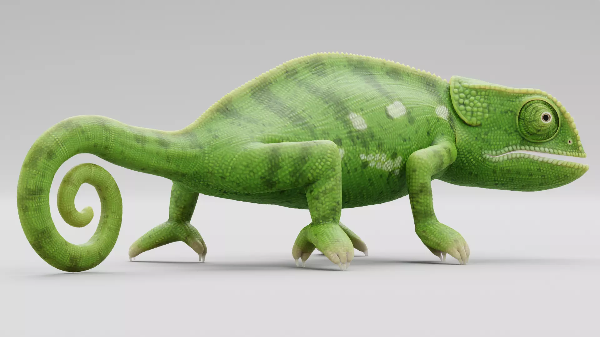 -Flap Necked Chameleon - Chamaeleo Dilepis Rigged- 3D model_5