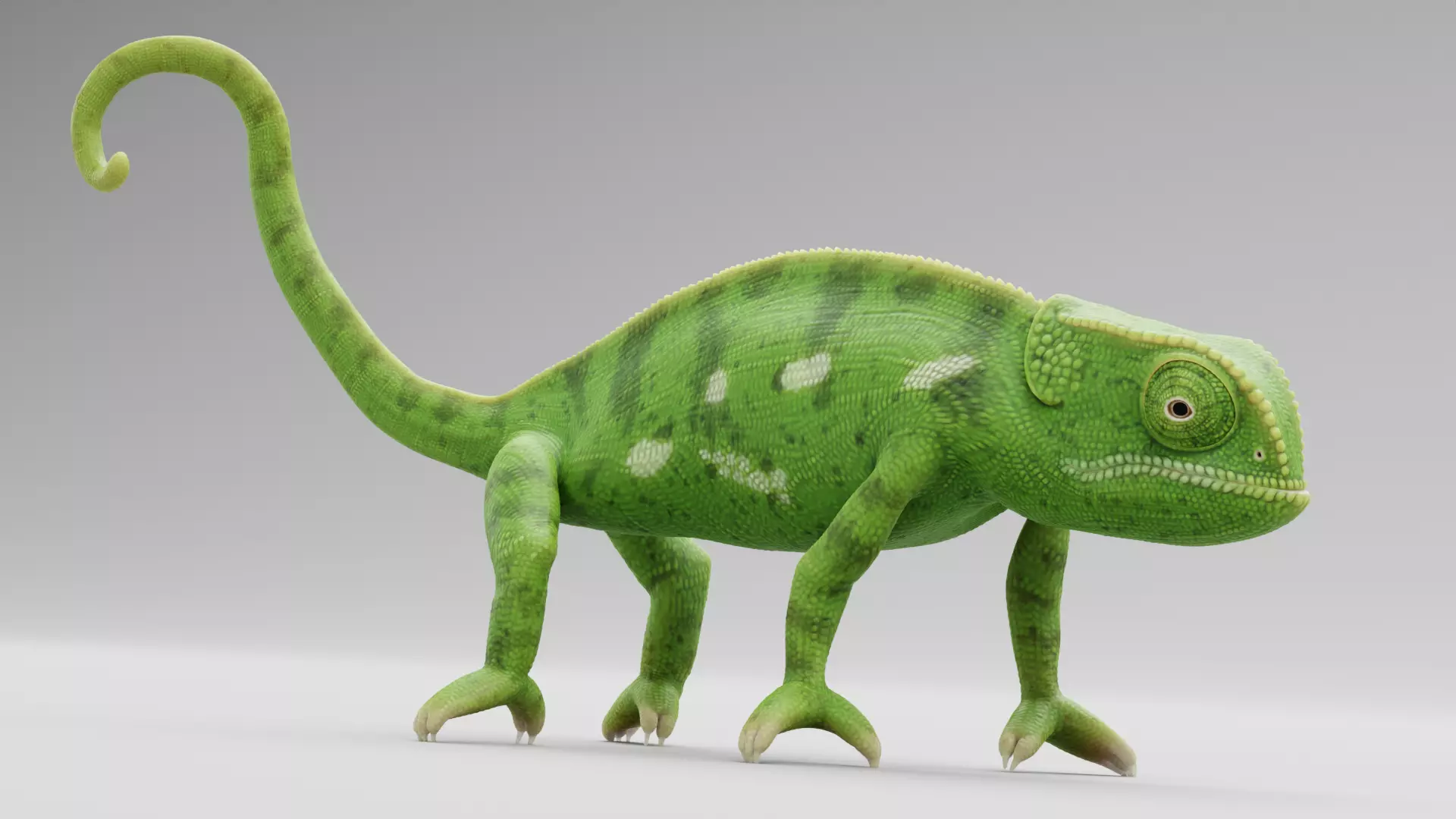 -Flap Necked Chameleon - Chamaeleo Dilepis Rigged- 3D model_10