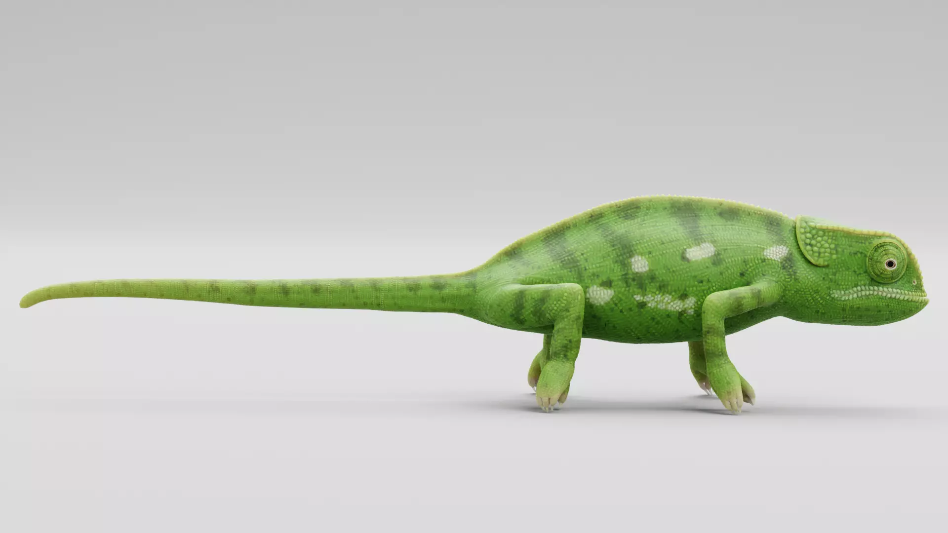 -Flap Necked Chameleon - Chamaeleo Dilepis Rigged- 3D model_11