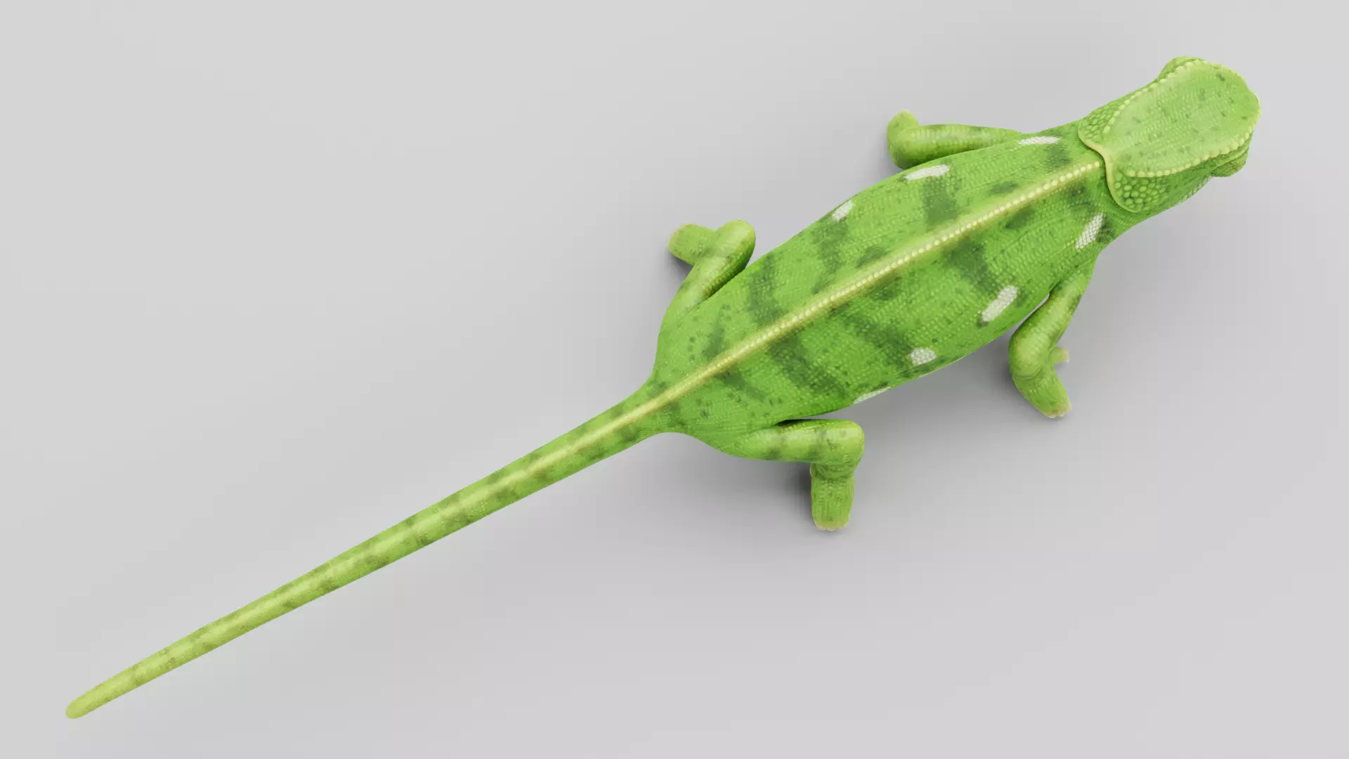 -Flap Necked Chameleon - Chamaeleo Dilepis Rigged- 3D model_12