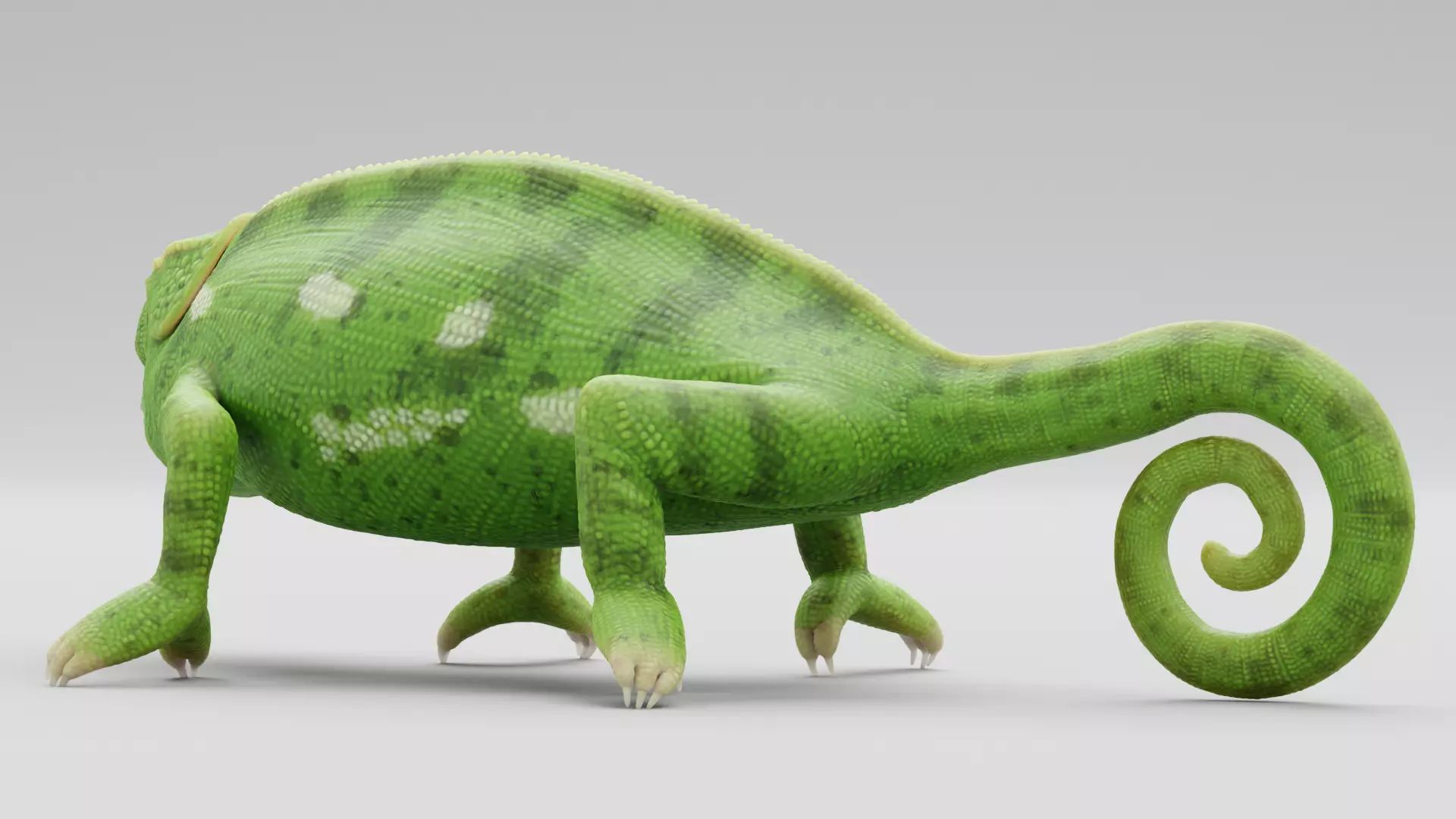 -Flap Necked Chameleon - Chamaeleo Dilepis Rigged- 3D model_4