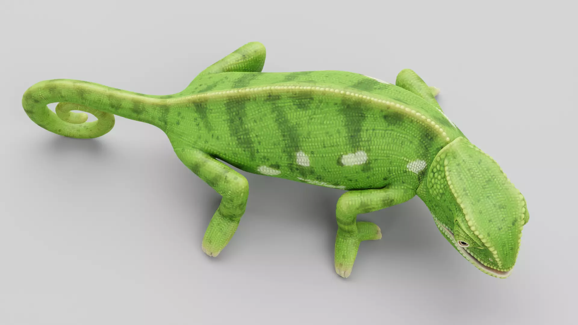 -Flap Necked Chameleon - Chamaeleo Dilepis Rigged- 3D model_6