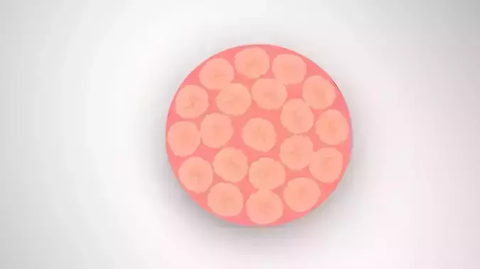Fruit Jelly Cake 3D model 5