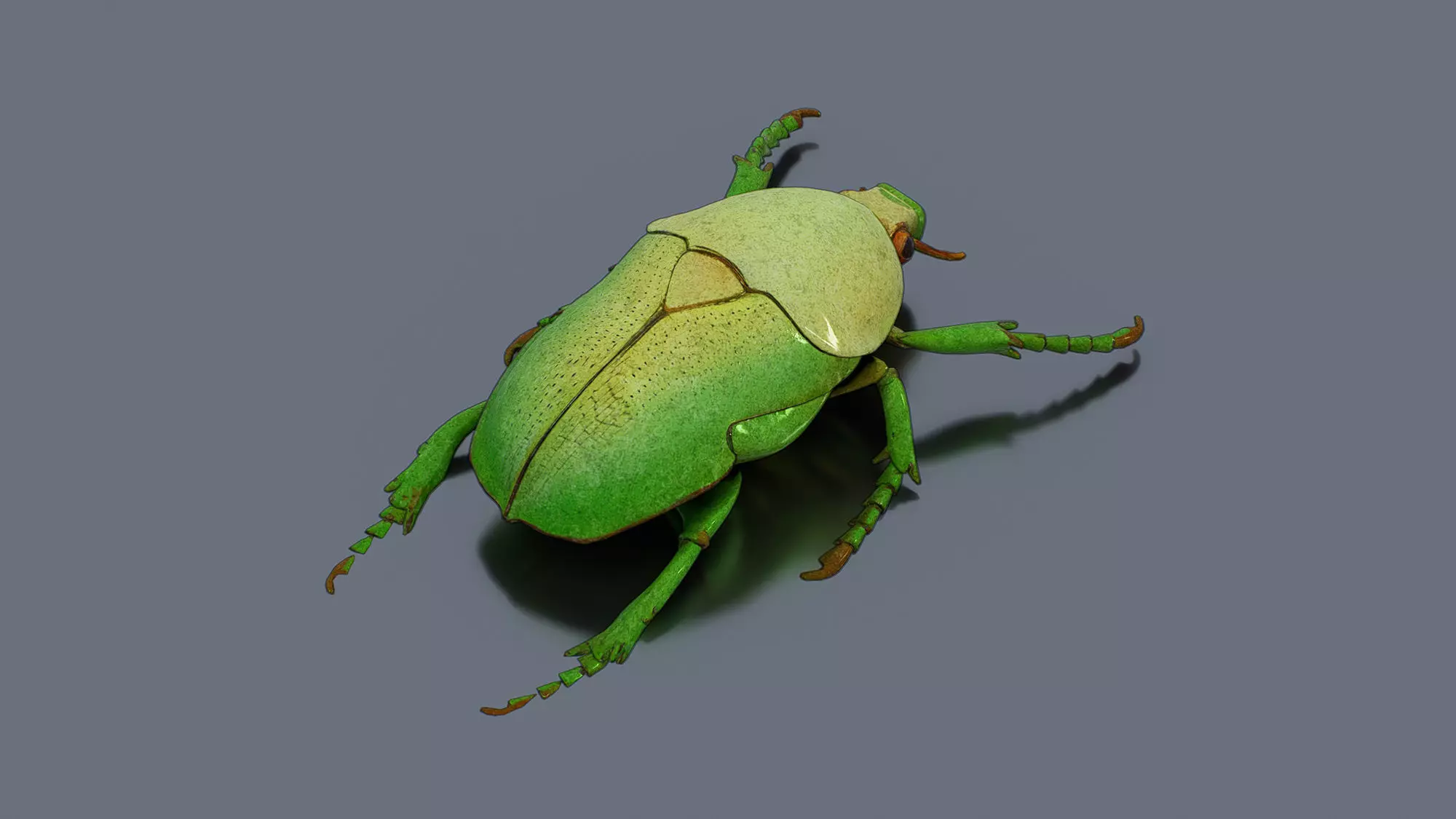 Green Bettle Low-poly 3D model