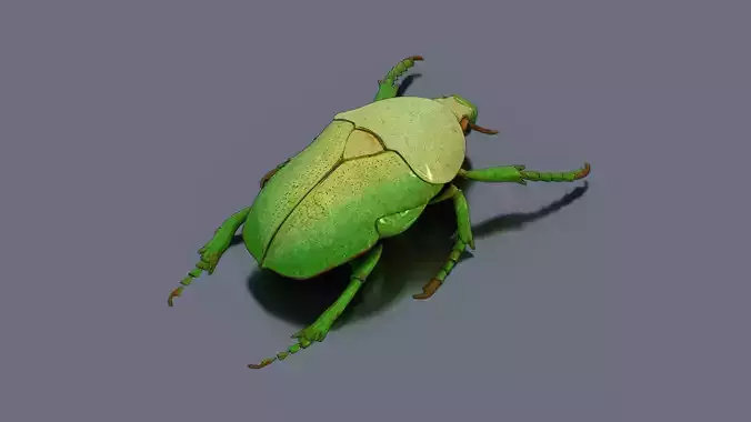 Green Bettle