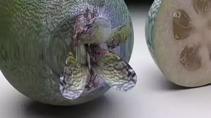Feijoa 3D model 4
