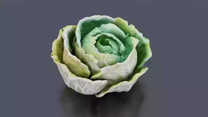 Cabbage