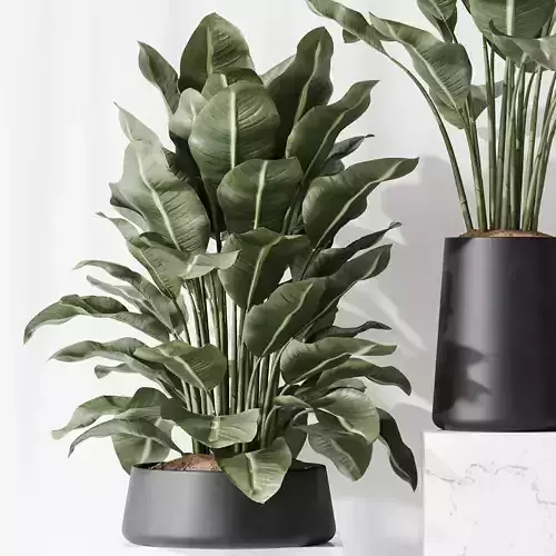 Premium Plant Set High Quality 3D Model Collection