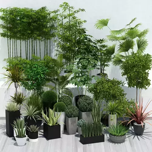 Plants collection in pots