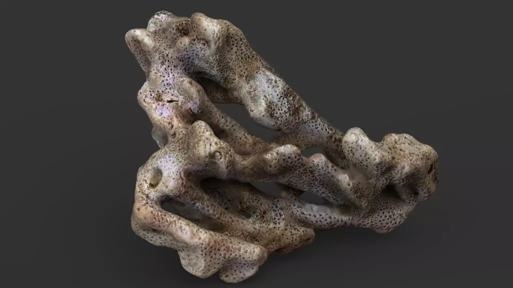 Coral red sea 3D model_2