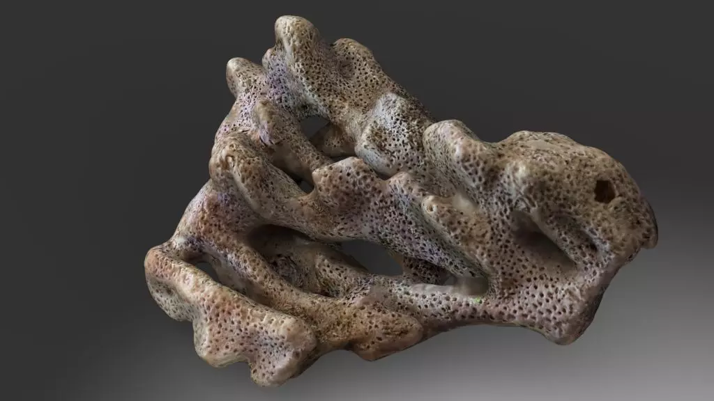 Coral red sea 3D model_7