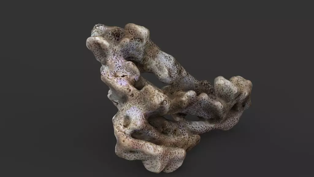 Coral red sea 3D model_6