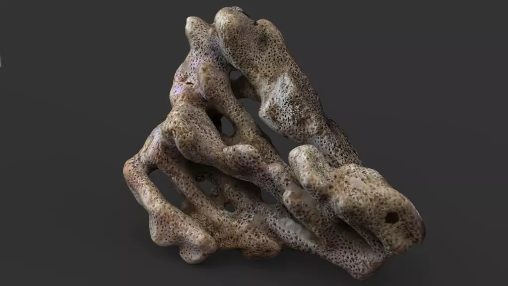 Coral red sea 3D model_3