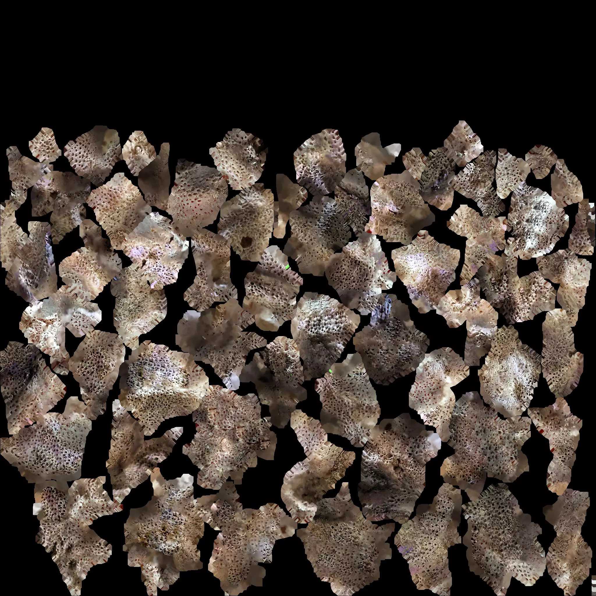 Coral red sea 3D model_8