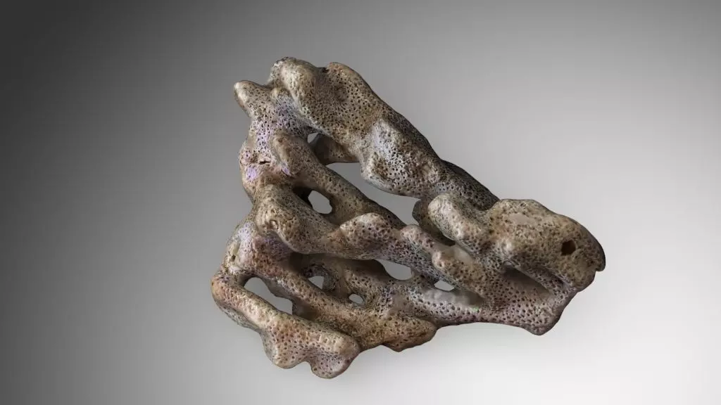 Coral red sea 3D model_0