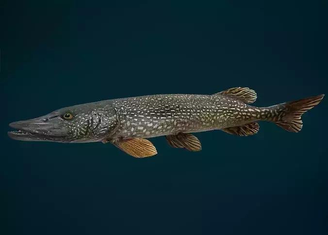 Northern Pike Animated