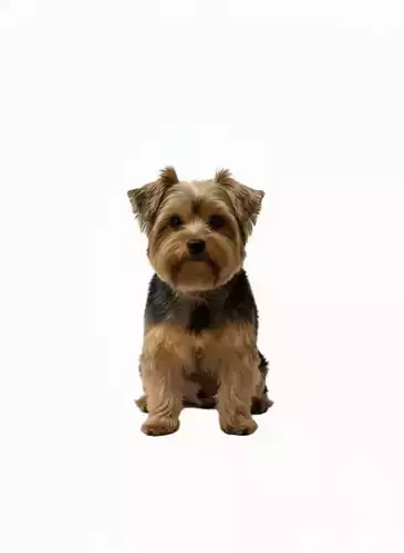 My Little Yorkie DOG  Yorkshire Sentado Adoravel Model